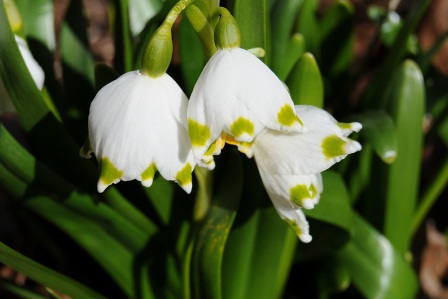 Блатно кокиче - Leucojum aestivum